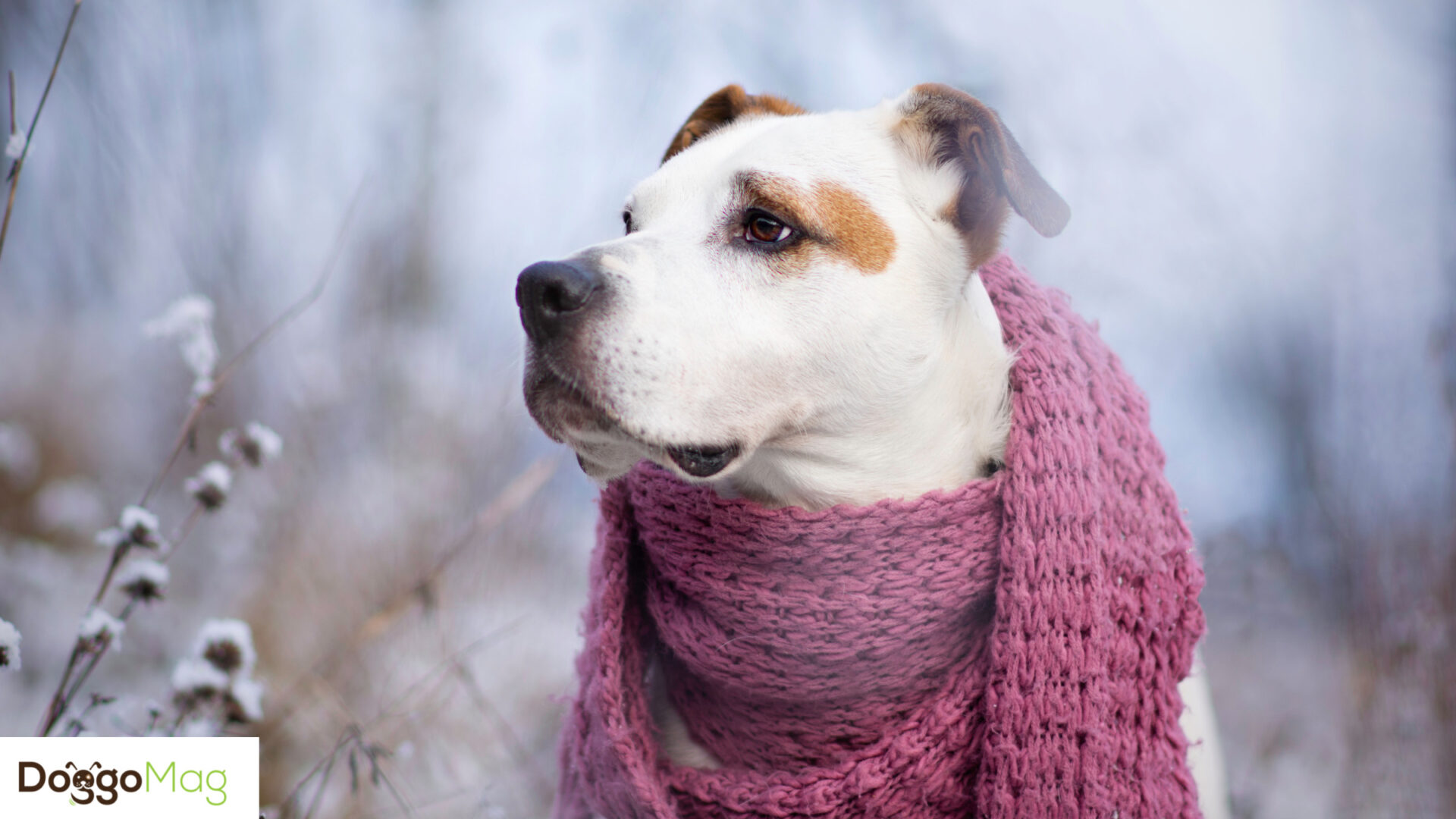 I Tried 8 Best Collars for Dogs With Sensitive Skin/Neck DoggoMag