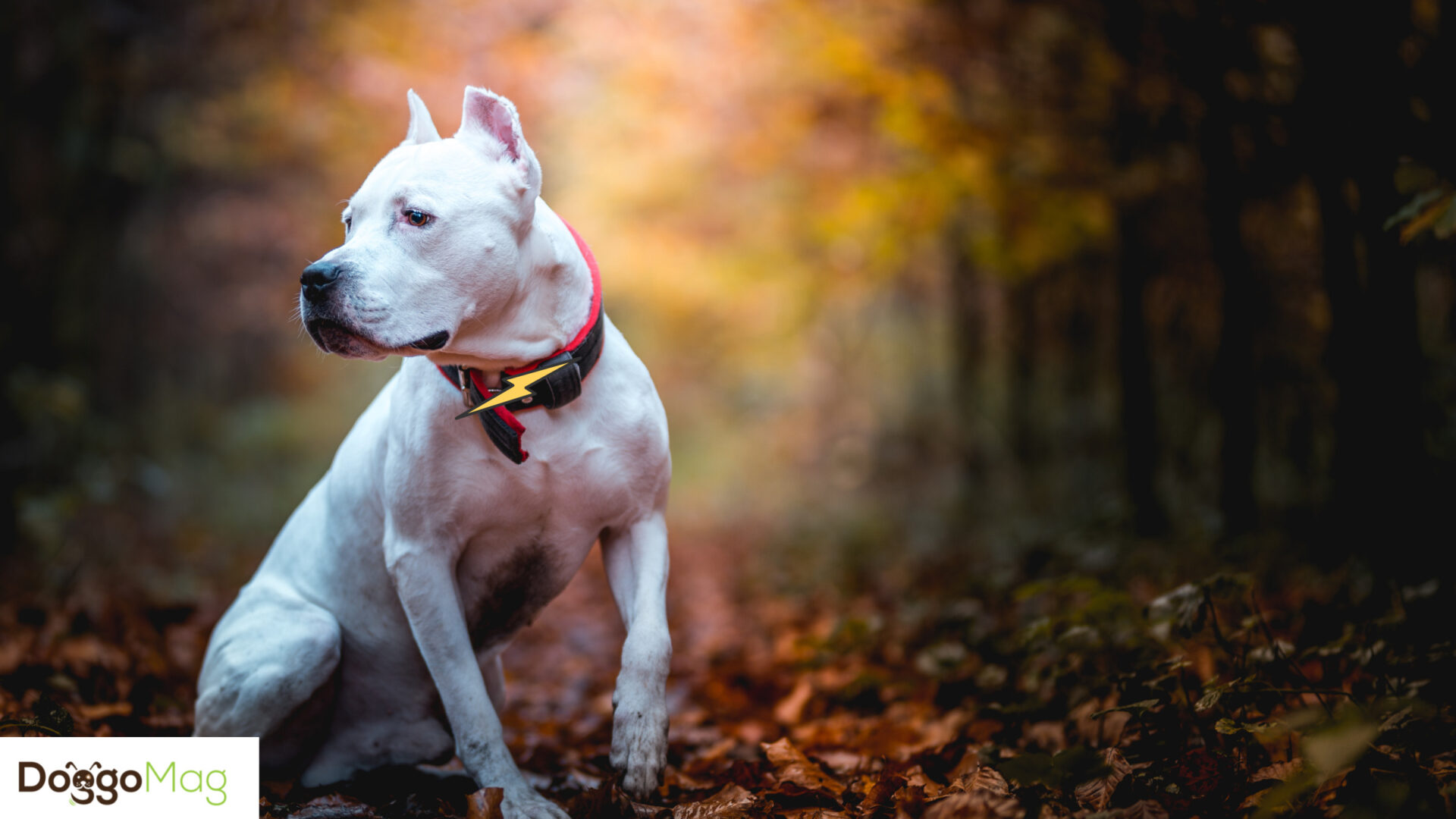 Here Are 7 Best Shock/Training Collars for Pitbulls DoggoMag