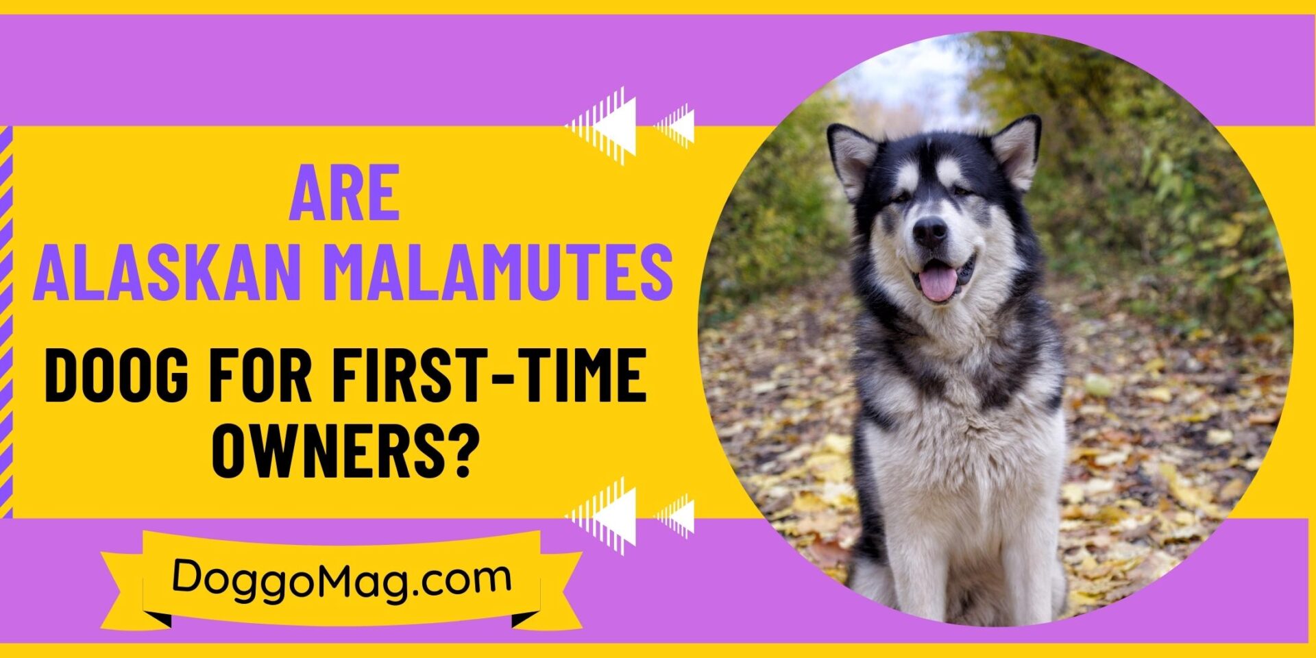 Are Malamutes Good In Apartments