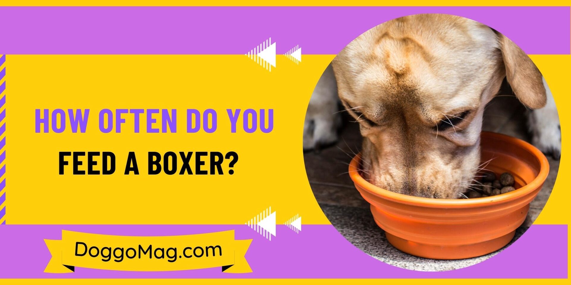 How Often Do You Feed a Boxer? Reliable Answer By A Trainer DoggoMag