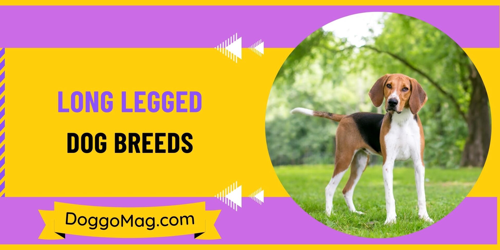 10 Astonishingly Long Legged Dog Breeds With Pictures DoggoMag