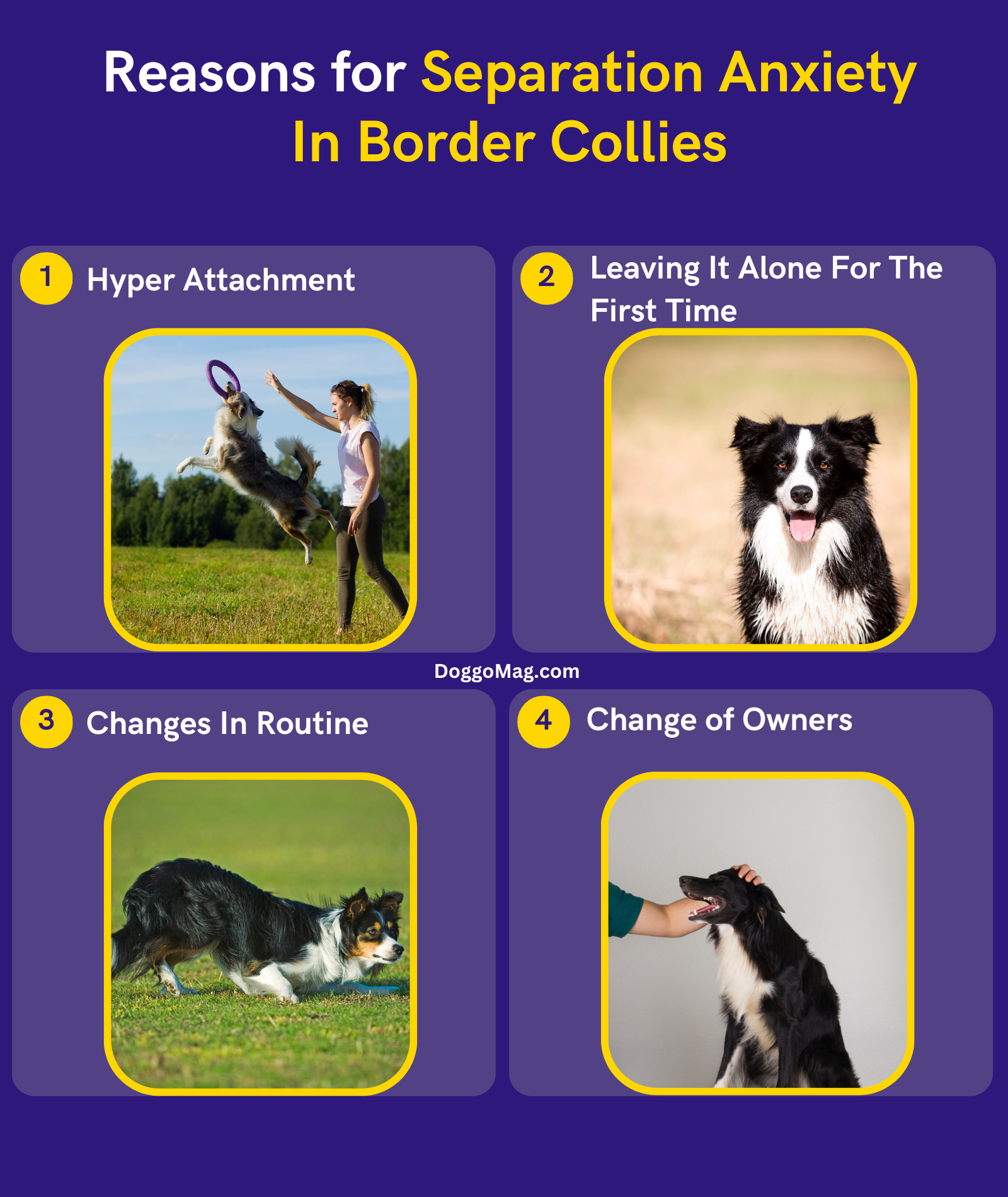 Border Collie Separation Anxiety Reasons And Remedies DoggoMag