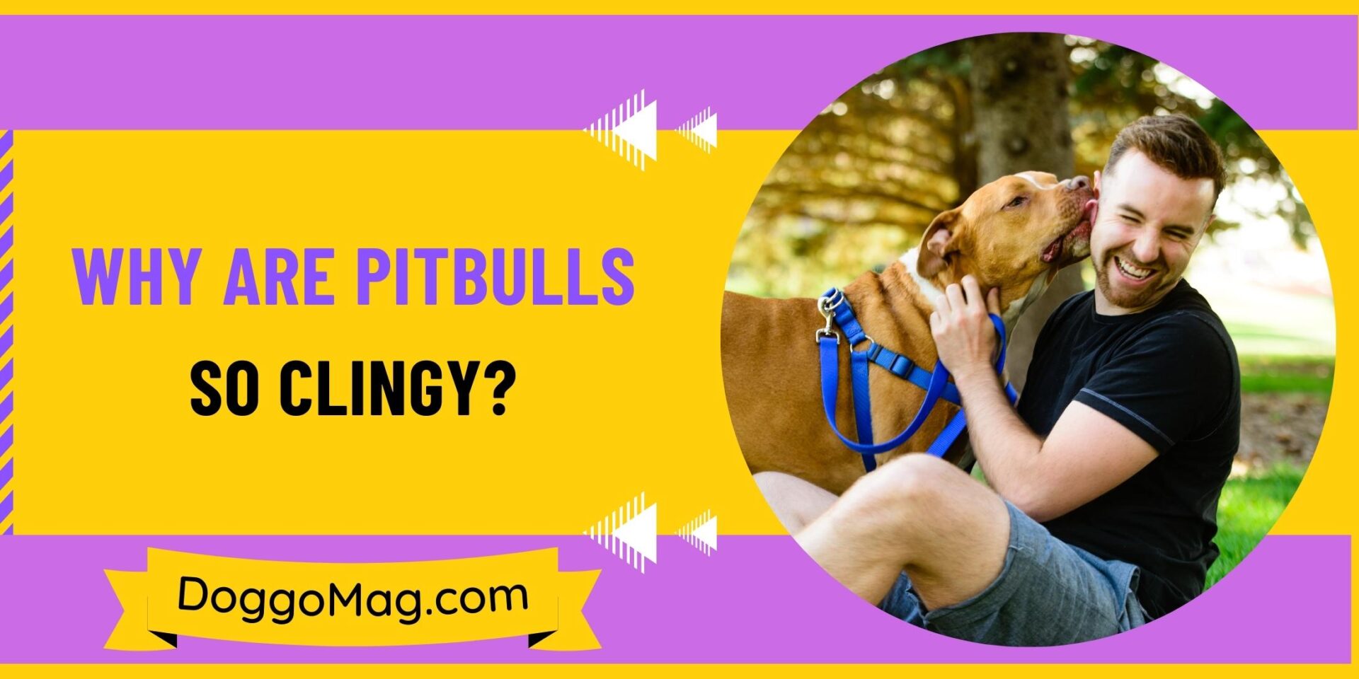 Why Are Pitbulls So Clingy? 6 Reasons And 4 Remedies DoggoMag
