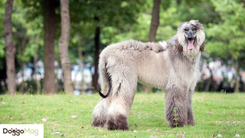 10 Astonishingly Long Legged Dog Breeds With Pictures DoggoMag