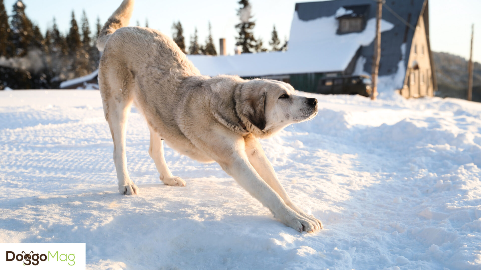 10 Astonishingly Long Legged Dog Breeds With Pictures DoggoMag