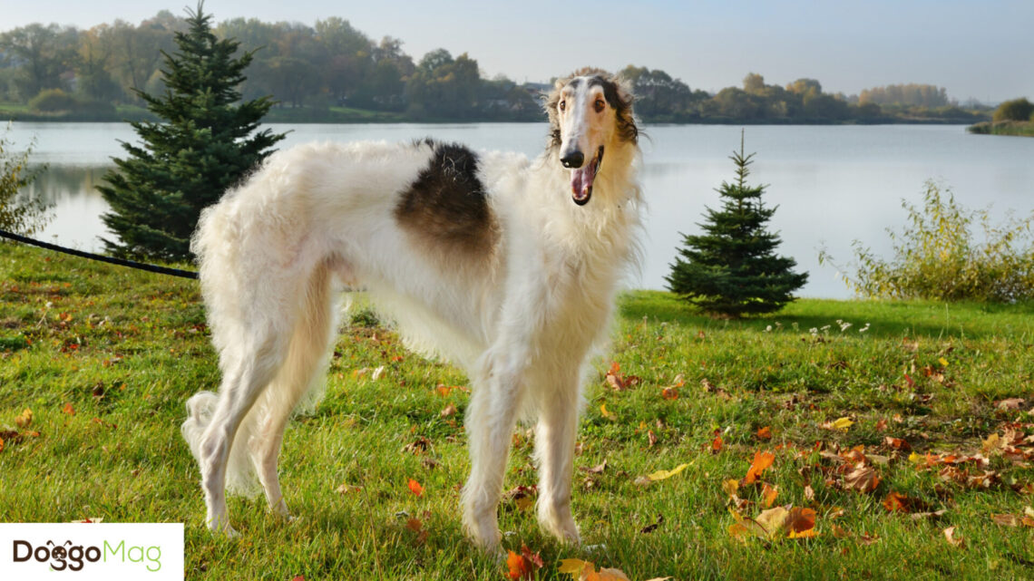 10 Astonishingly Long Legged Dog Breeds With Pictures DoggoMag