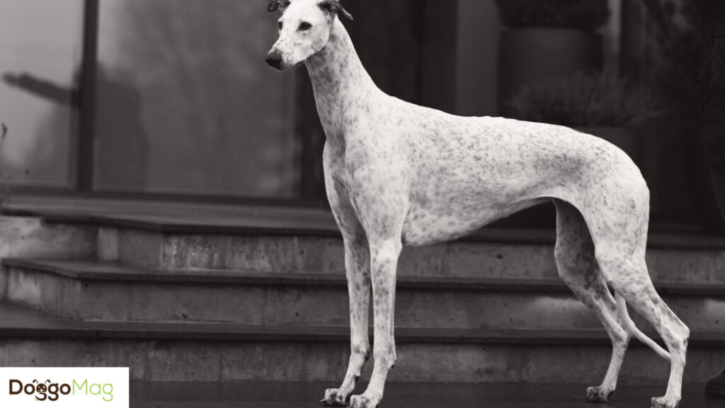 10 Astonishingly Long Legged Dog Breeds With Pictures DoggoMag