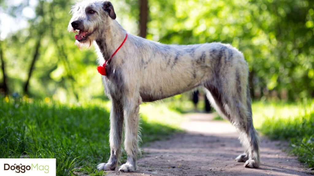 10 Astonishingly Long Legged Dog Breeds With Pictures DoggoMag
