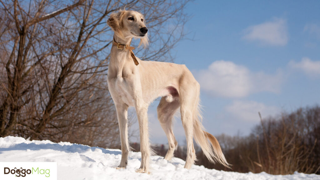 10 Astonishingly Long Legged Dog Breeds With Pictures DoggoMag