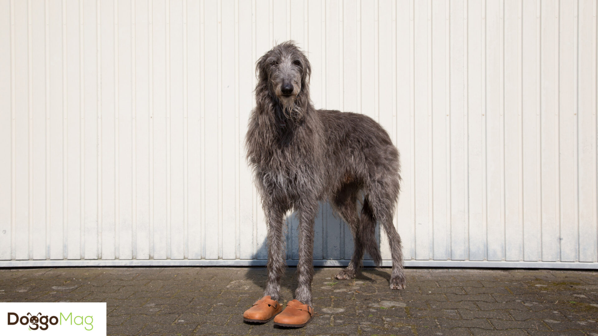 10 Astonishingly Long Legged Dog Breeds With Pictures DoggoMag