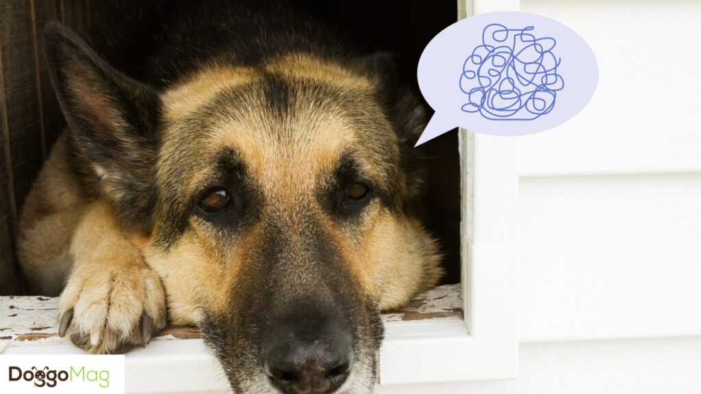 German Shepherd Separation Anxiety Symptoms, Reasons, and Remedies