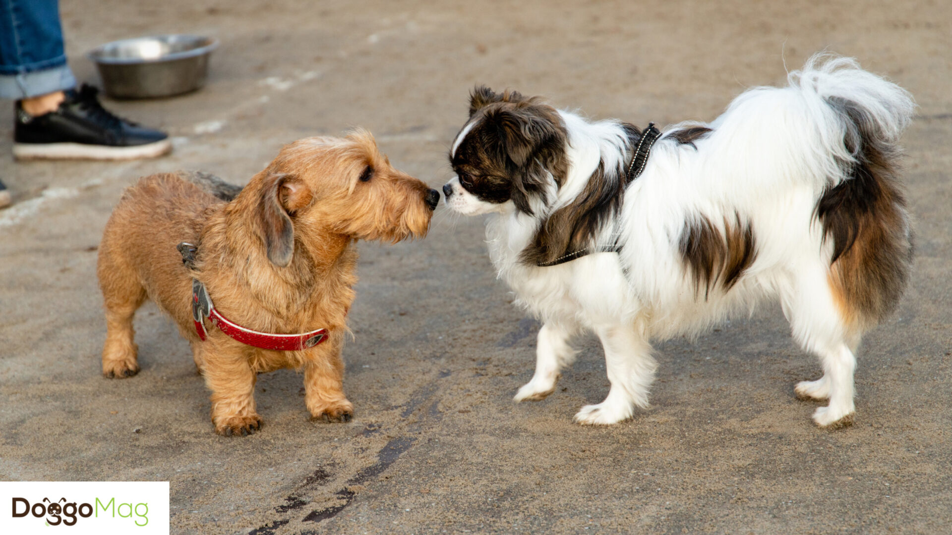 Are Dachshunds Good With Other Dogs? [5 Characteristics] DoggoMag