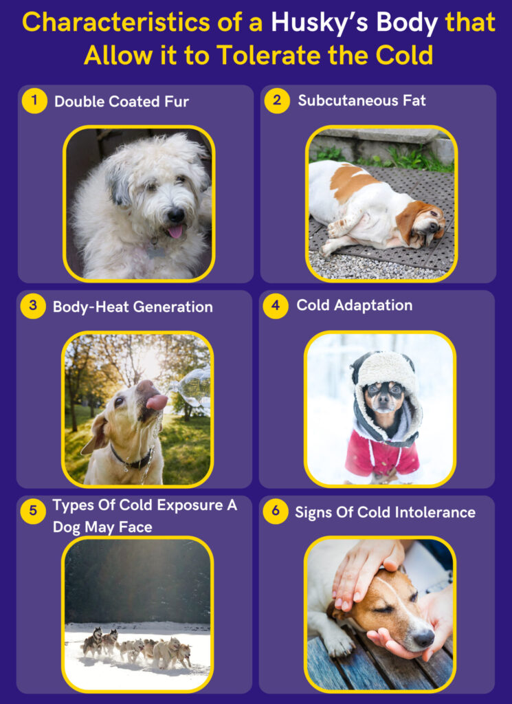 How Cold Is Too Cold For Huskies? Inavoidable Advice DoggoMag