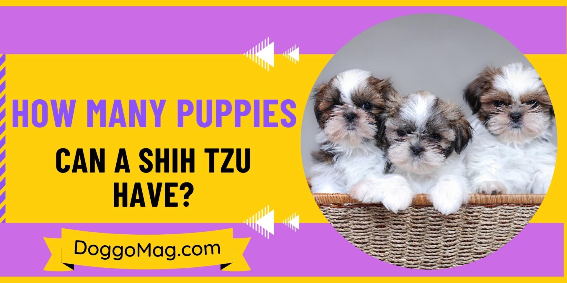 How Many Puppies Can A Shih Tzu Have? 6 Deciding Factors DoggoMag