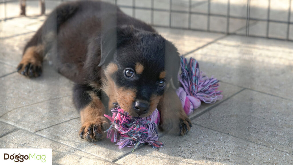 How To Train A Rottweiler Puppy Not To Bite? 12 Step Formula DoggoMag