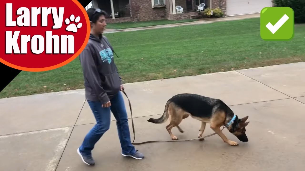 Best Shock Collar For German Shepherd
