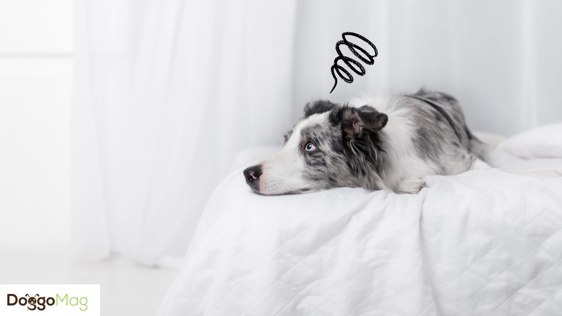 Border Collie Separation Anxiety Reasons And Remedies DoggoMag