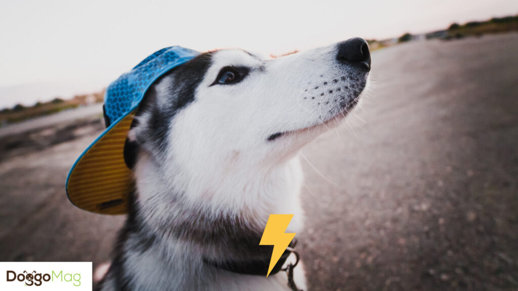 Give these shock collars a try on your Huskies for improved training