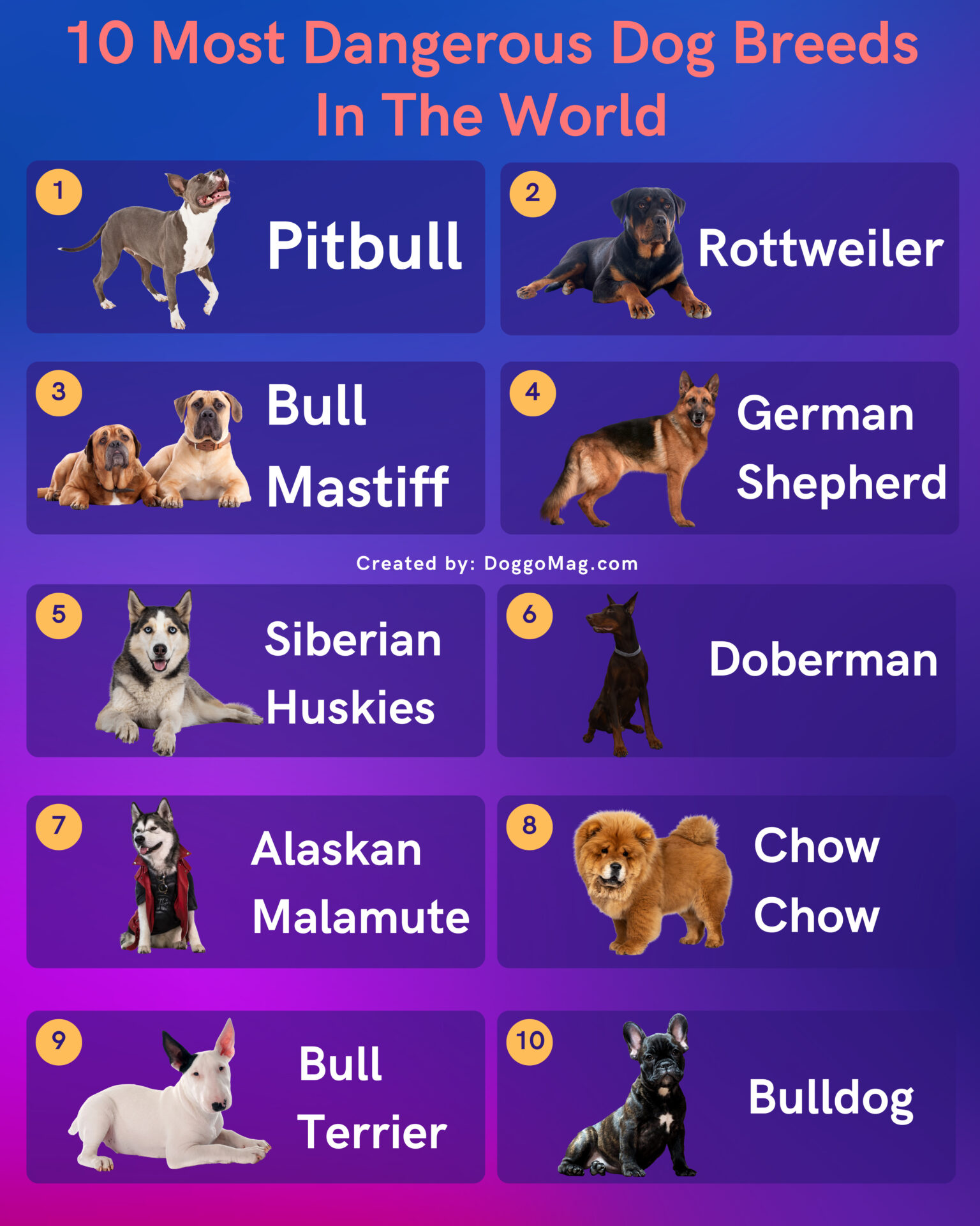 10 Most Dangerous Dog Breeds in the World [2024 List] DoggoMag
