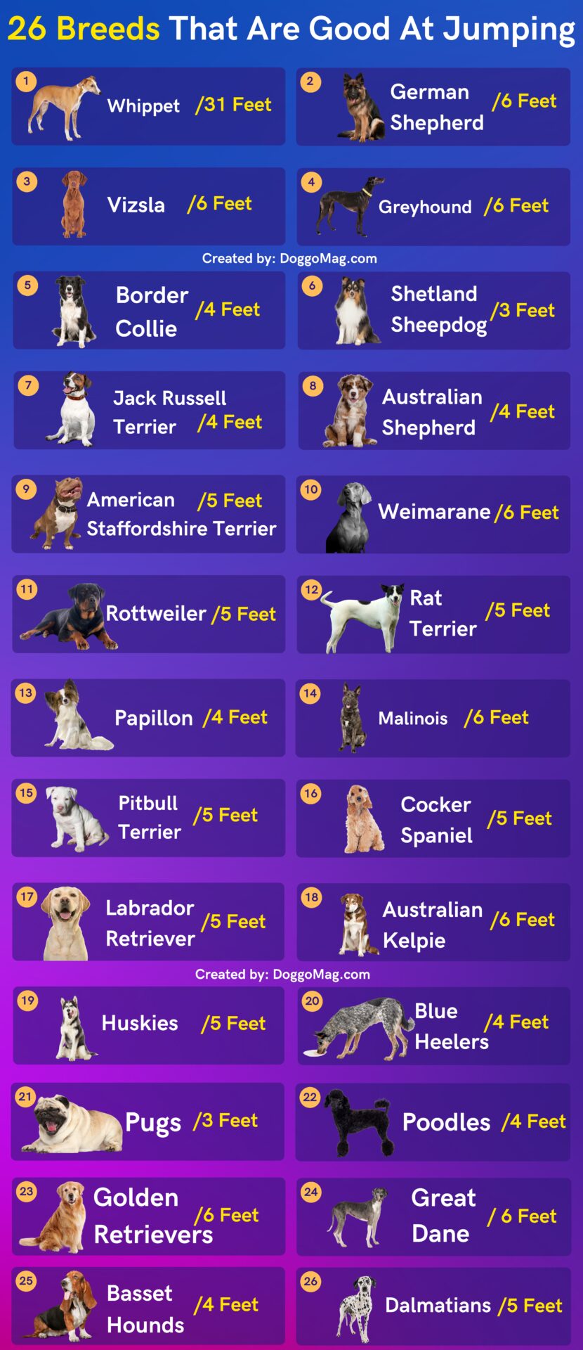 How High Can A Dog Jump? 26 Breeds That Are Good At Jumping DoggoMag