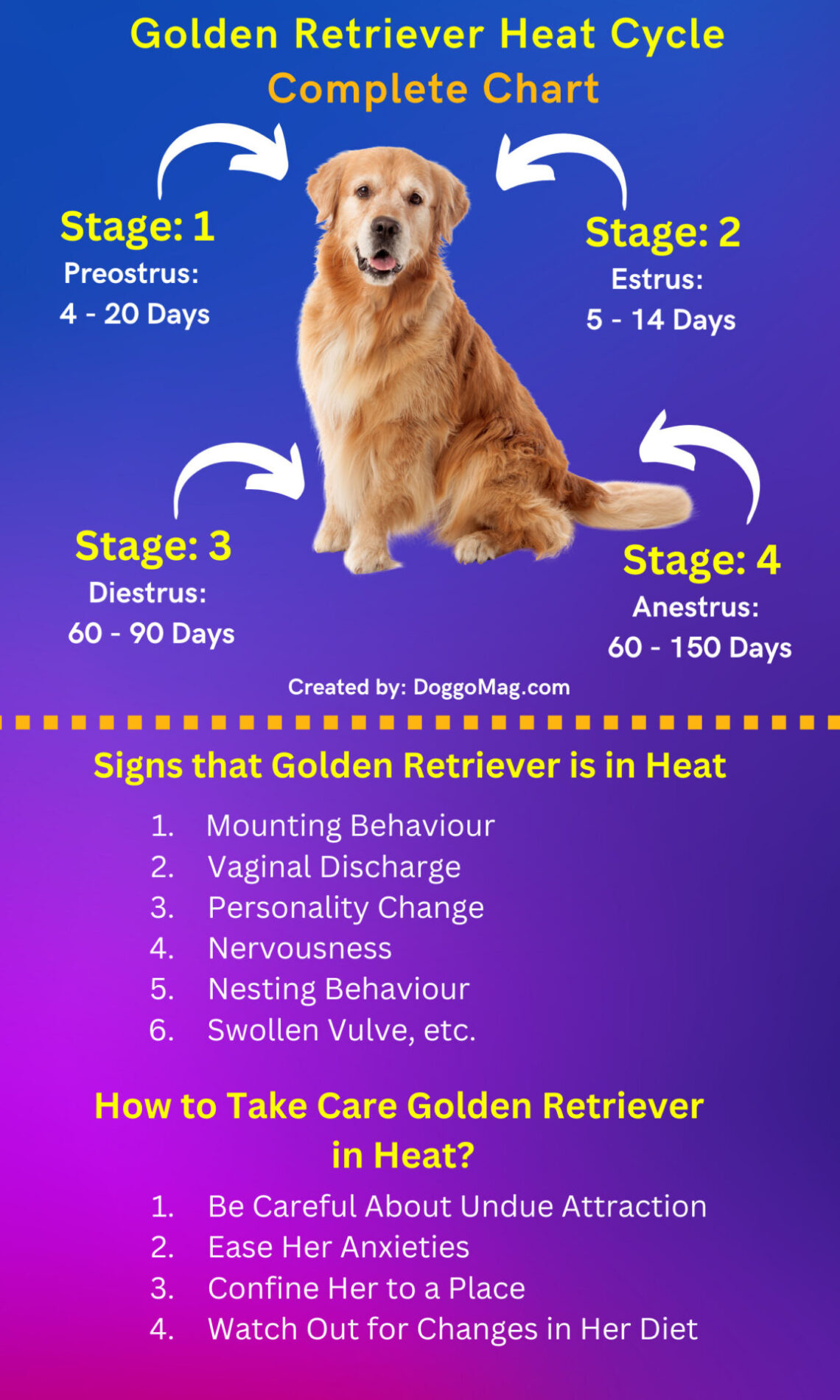 Golden Retriever Heat Cycle By A Vet DoggoMag
