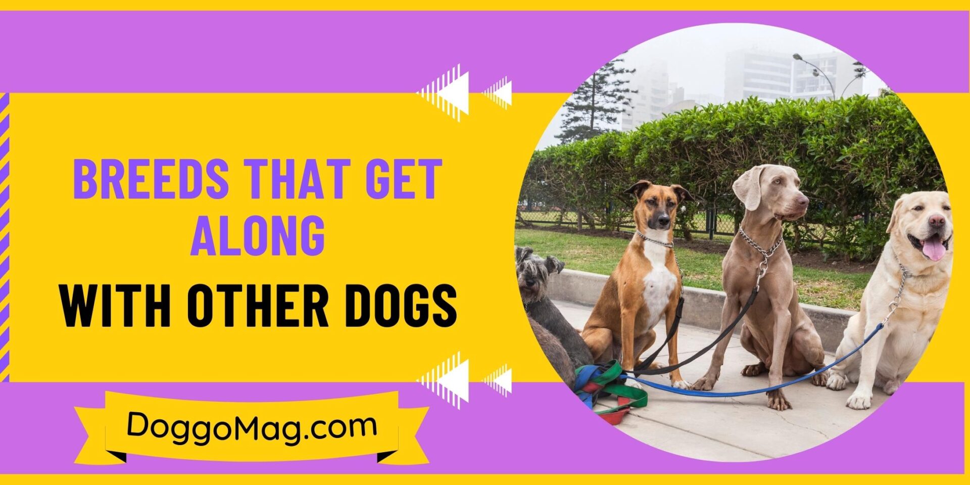 26 EasyGoing Breeds That Get Along With Other Dogs DoggoMag