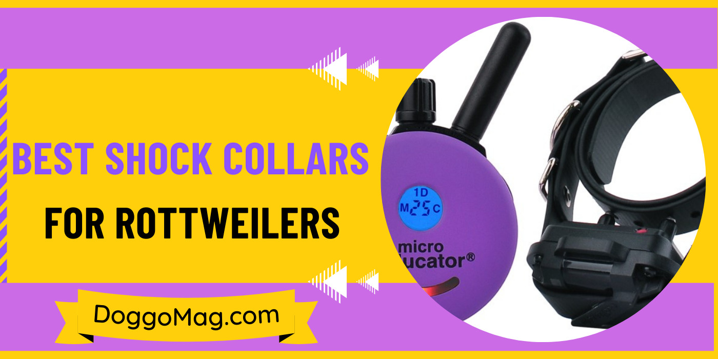 Use these shock collars on your Rottweilers to achieve Great training