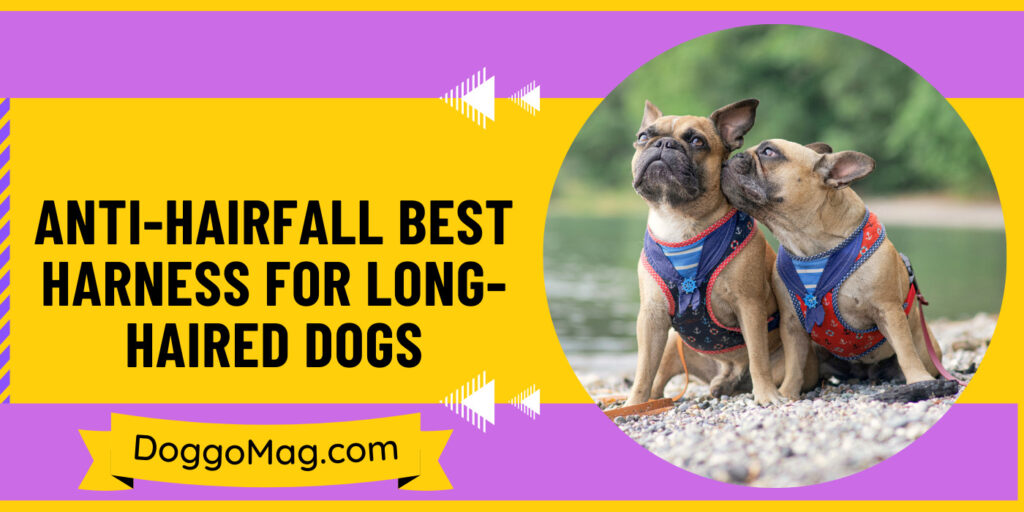 5 AntiHairfall Best Harness For LongHaired Dogs in 2024 DoggoMag