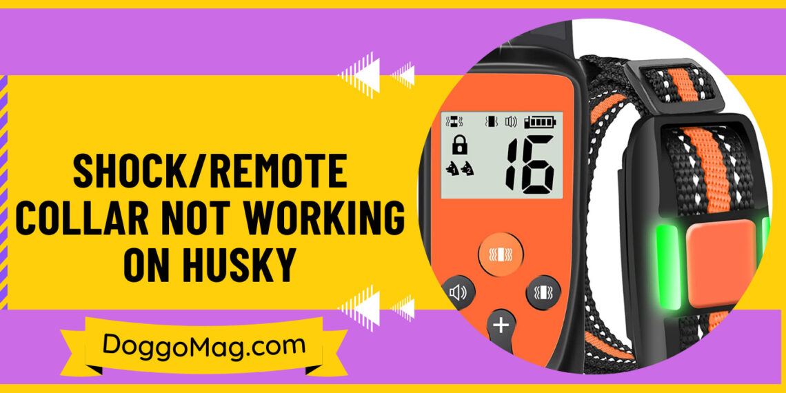 The Shock Collar Side Effects During Prolonged Use By Trainer DoggoMag