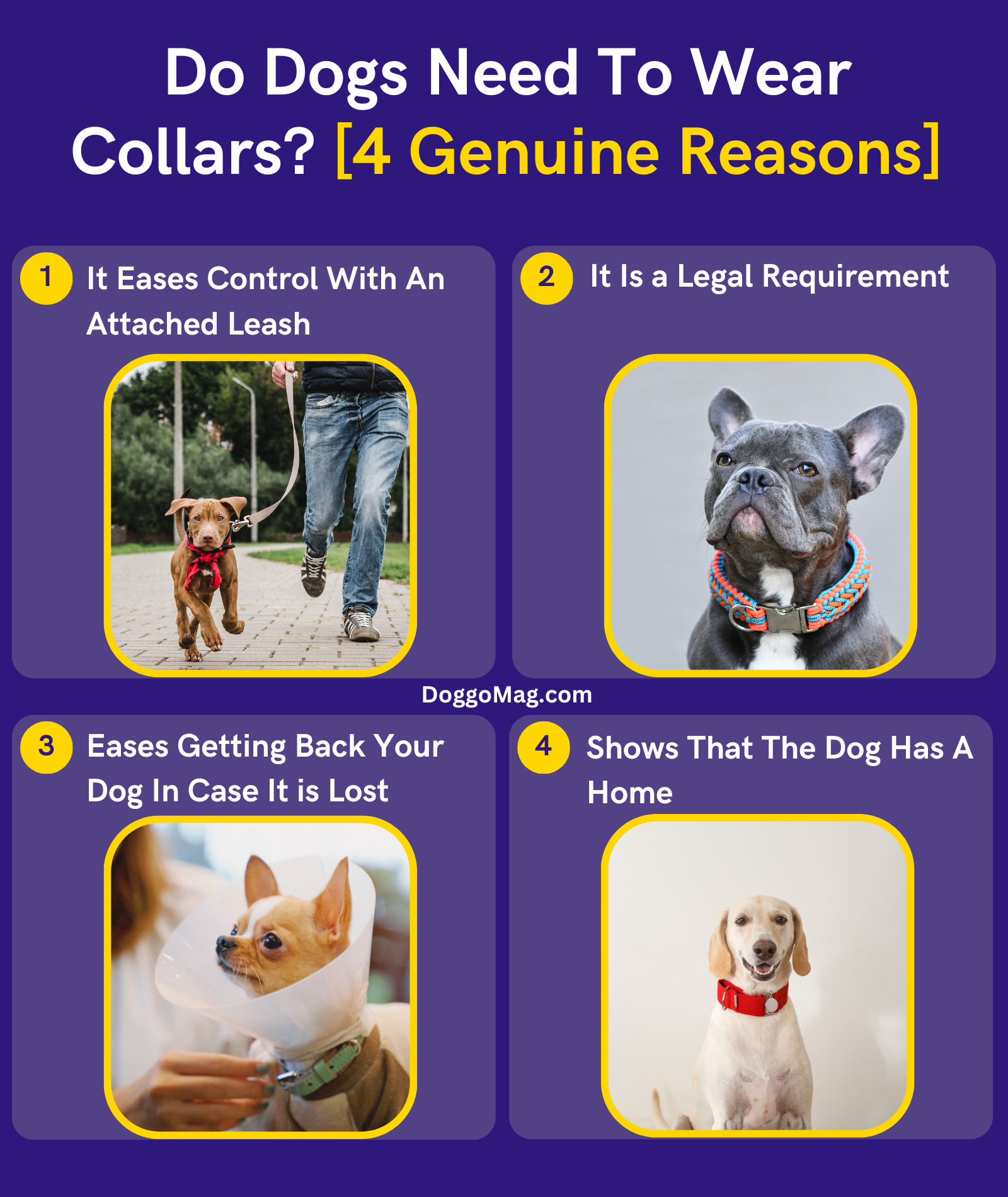 Do Dogs Need To Wear Collars? [4 Genuine Reasons] DoggoMag