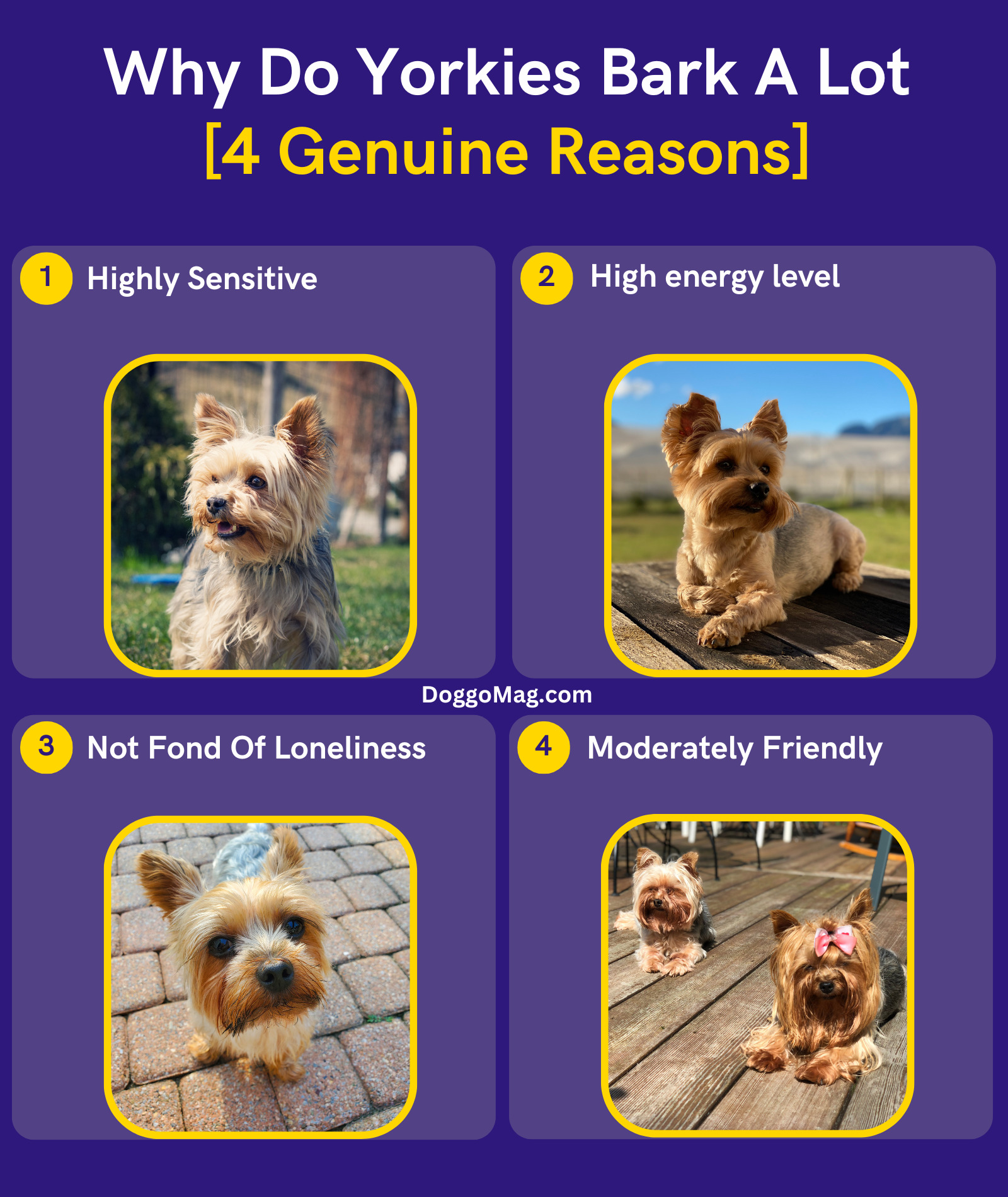 Do Yorkies Bark A Lot? How To Stop Them? DoggoMag