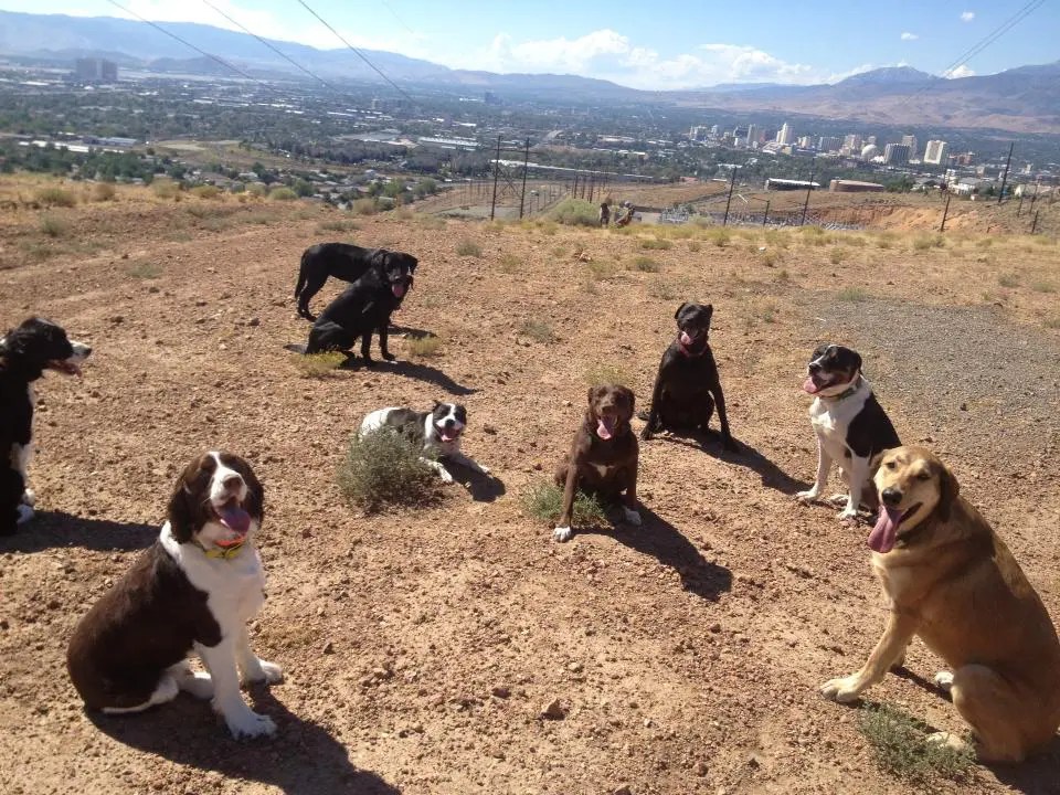 The Benefits of Reno Dog Training Group Lessons Dog Gone Amazing