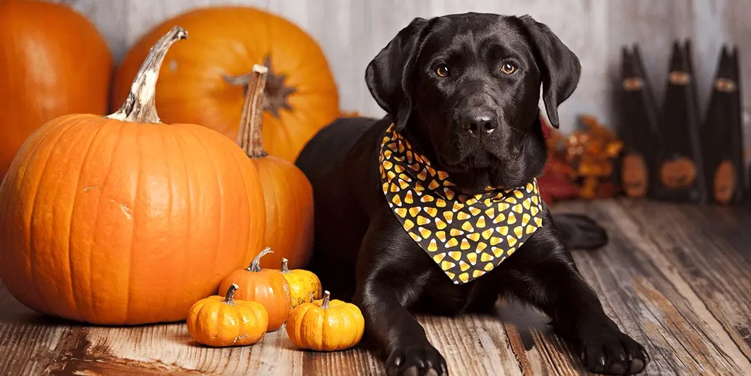 Dog Tricks (And Treats!) To Keep Your Pup Safe And Happy Dog Gone