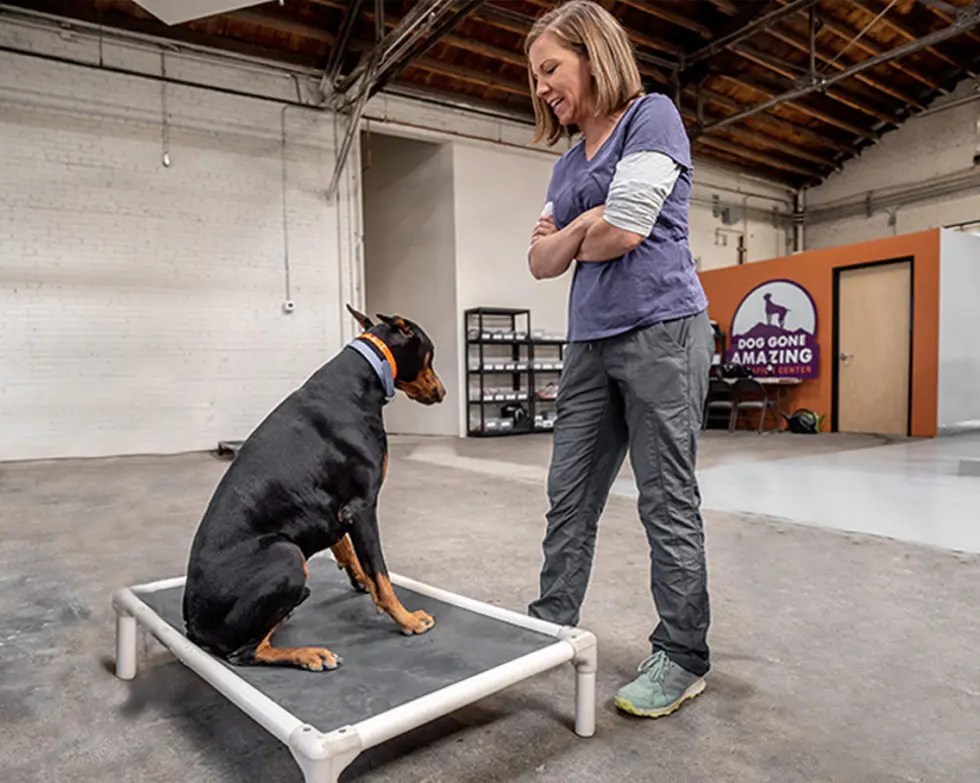 Dog Training Lessons Dog Gone Amazing Education Center