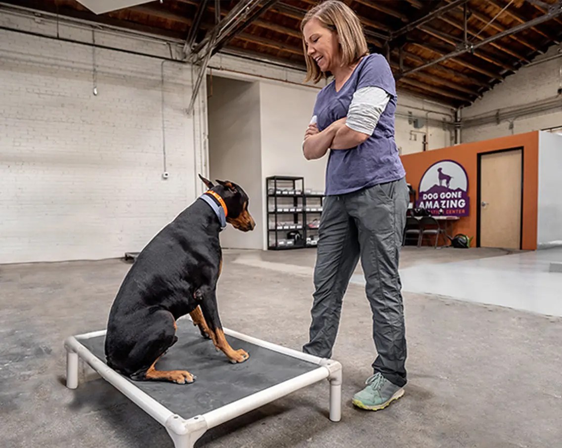 Dog Training Lessons Dog Gone Amazing Education Center