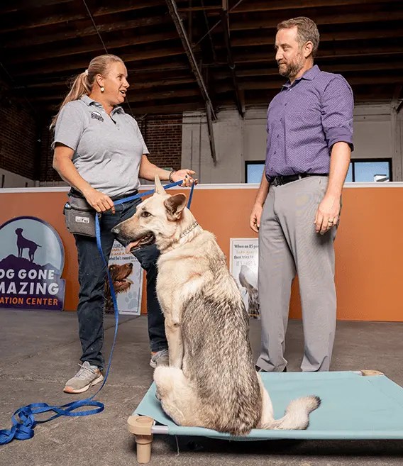 Dog Training in Reno by Dog Gone Amazing Education Center