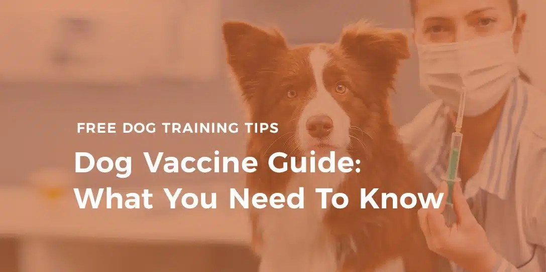 Do Dogs Need Lyme Vaccine Every Year