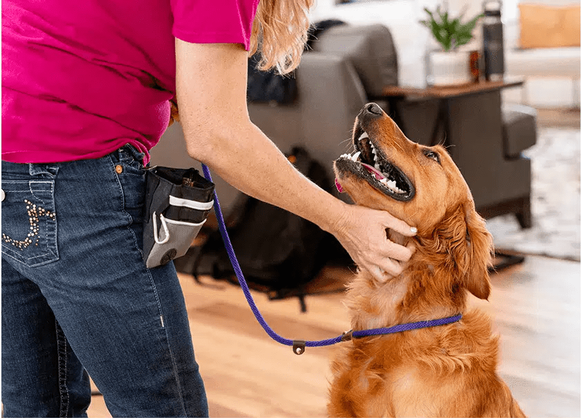 Dog Gone Amazing Professional Dog Training in Reno
