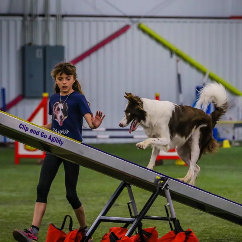 Lonestar English Cocker Spaniel Club Dog Gone Fun Agility