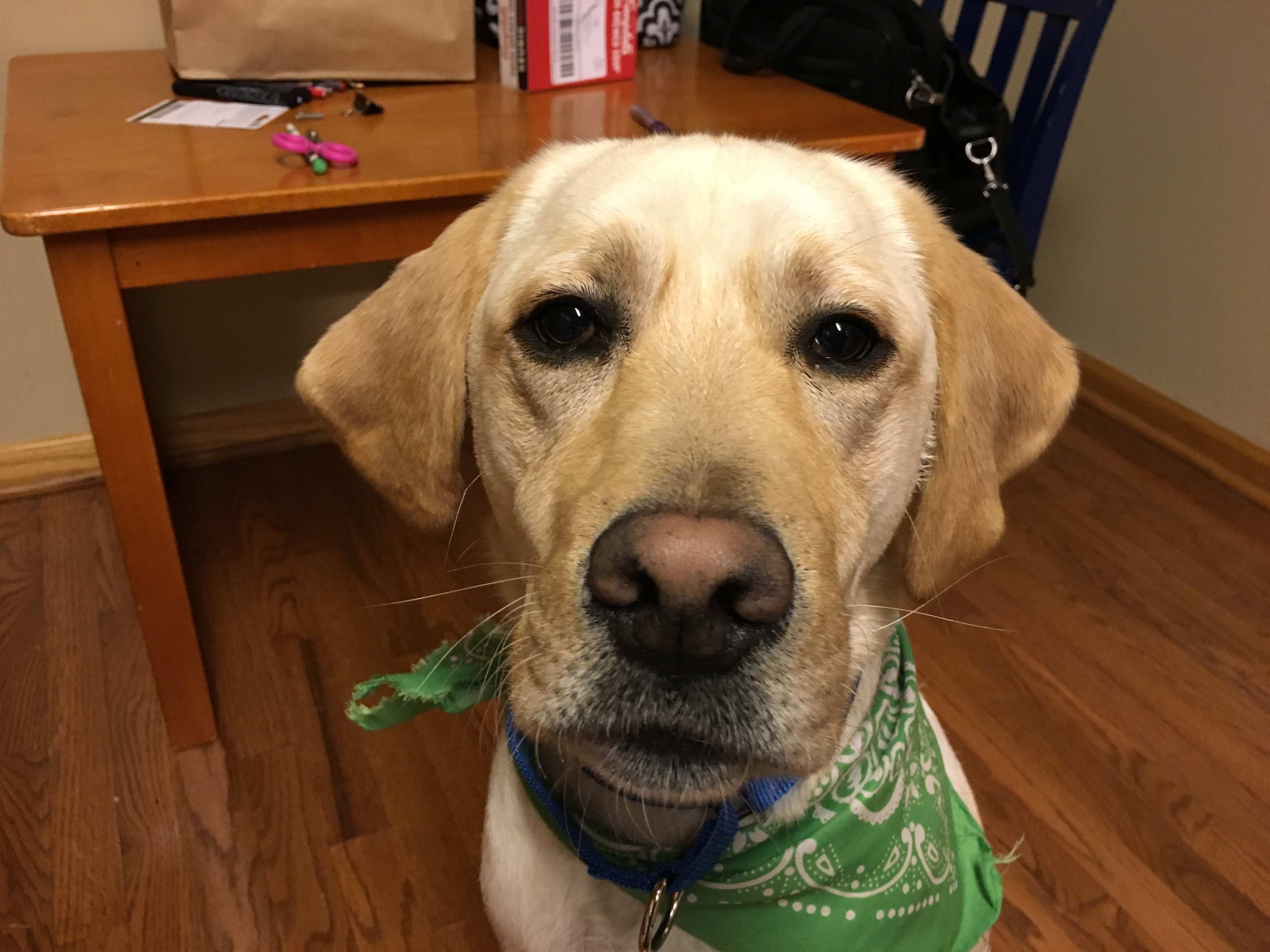 An Excited Yellow Lab Learns to Control Himself Dog Gone Problems