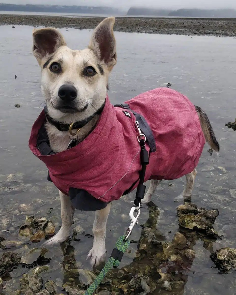 Trainers Dog Gone Seattle