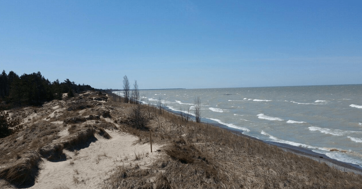 3 of Ontario's Best DogFriendly Beaches! Dog Gone Walking & Cat Care