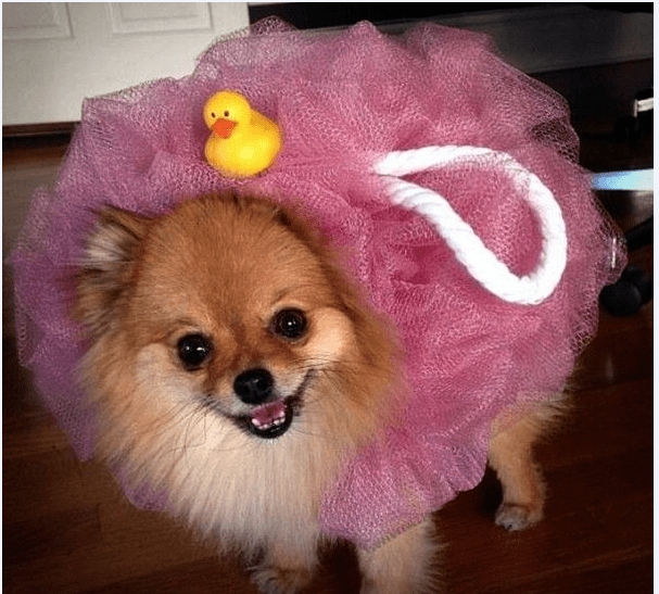 BOO! The 20 Best Pet Halloween Costumes On The Dog Gone