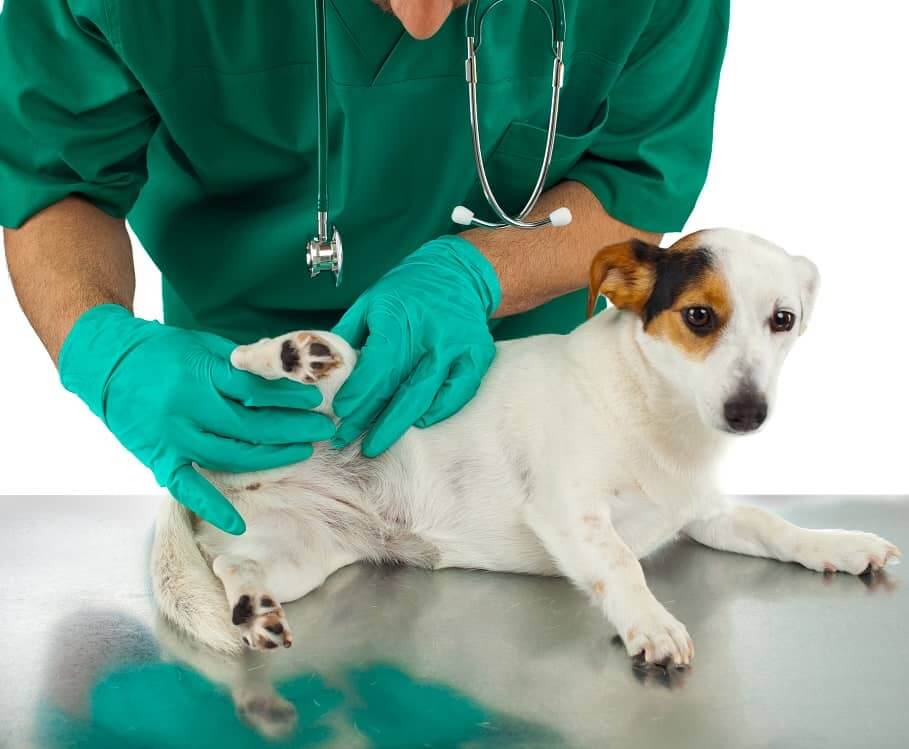 Dislocation of Joints in Dogs Doggo