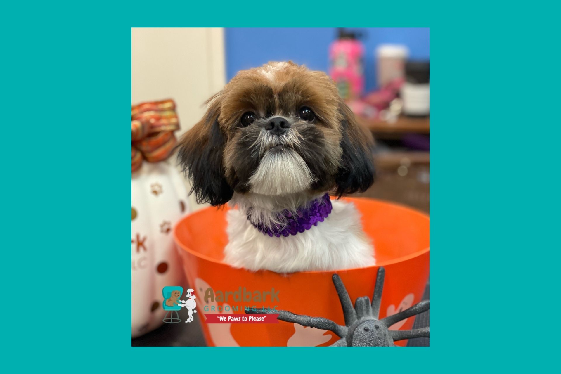 SERVICES Best Dog Groomers Gilbert Aardbark Dog & Cat Grooming