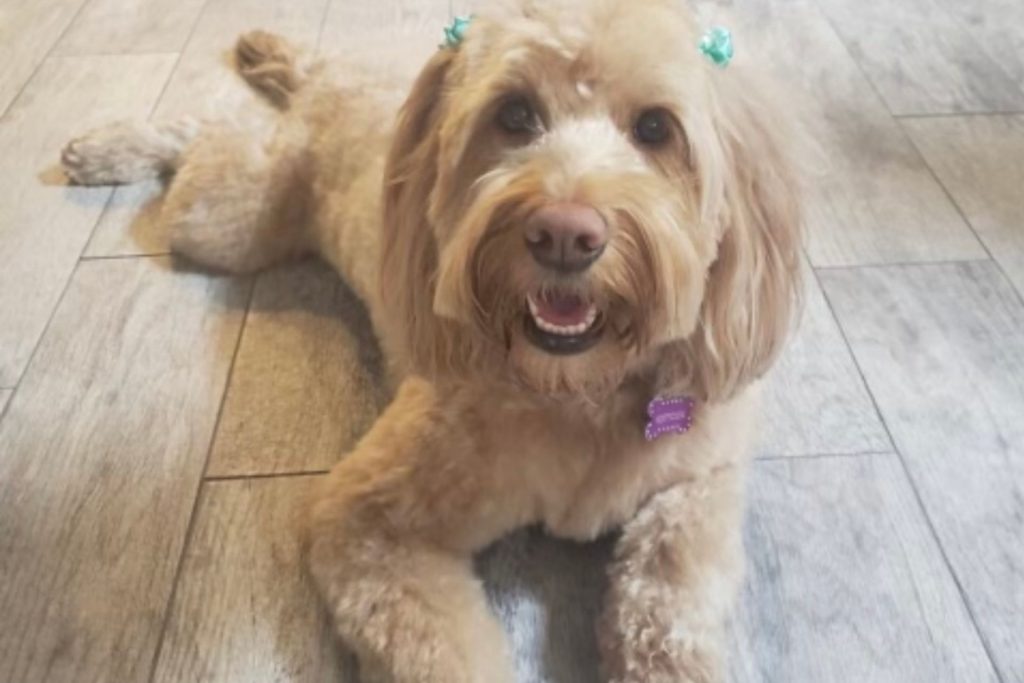 DOG GROOMING Best Dog Groomers Gilbert Aardbark Dog & Cat Grooming Gilbert Arizona