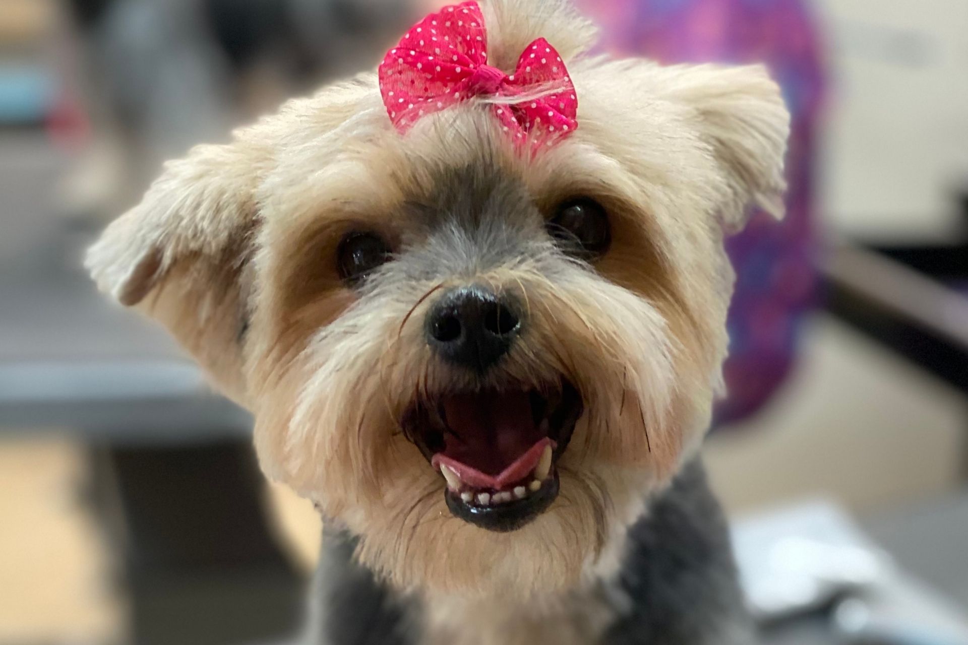 Dog Groomers Aardbark Dog Grooming Serving Gilbert since 1980