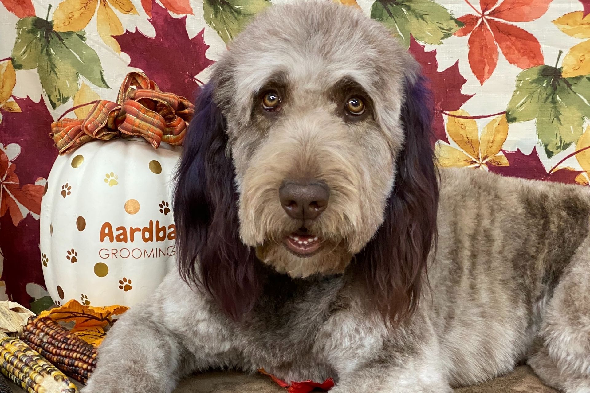 Doodle Grooming Best Dog Groomers Gilbert Aardbark Dog & Cat