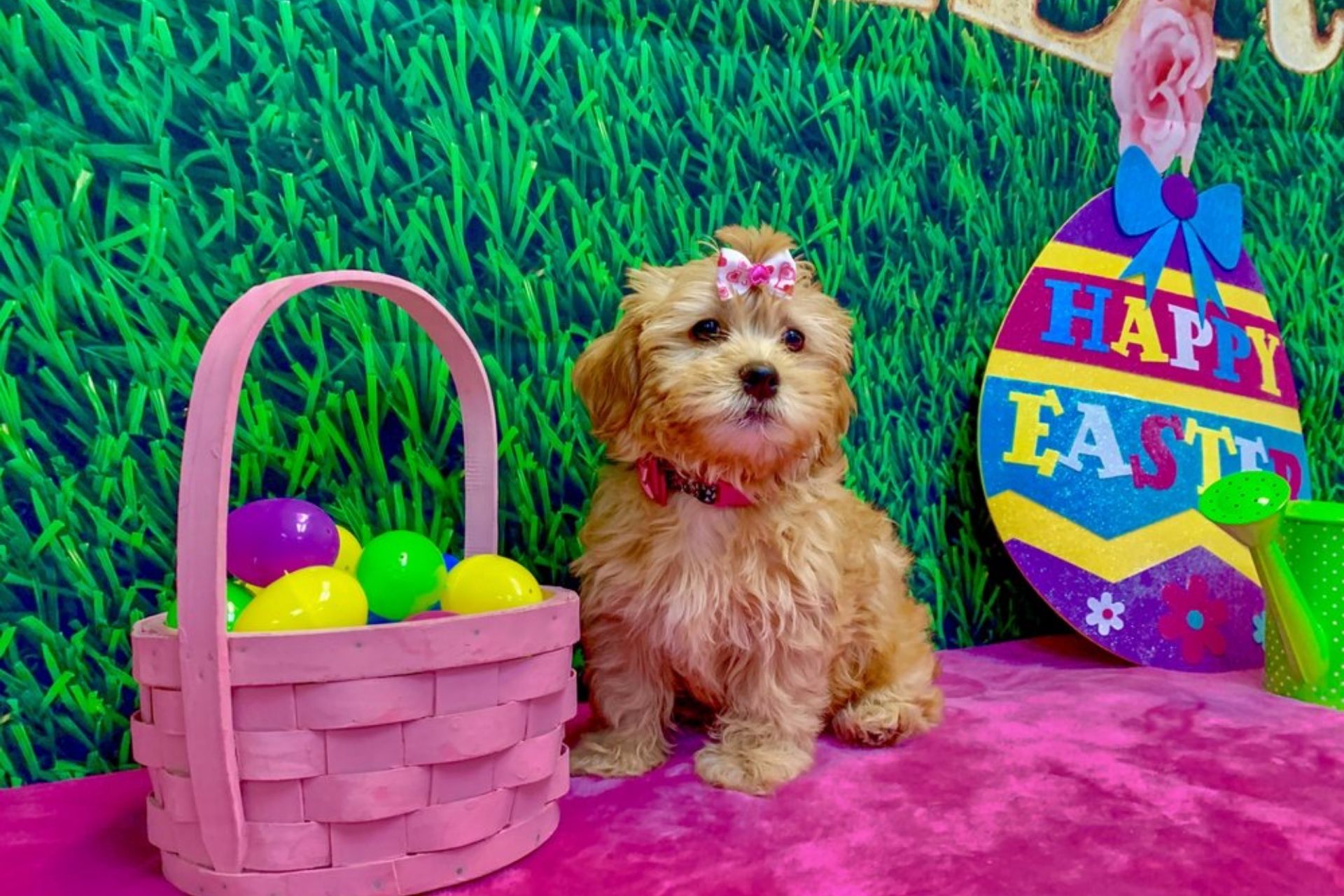 SERVICES Best Dog Groomers Gilbert Aardbark Dog & Cat Grooming