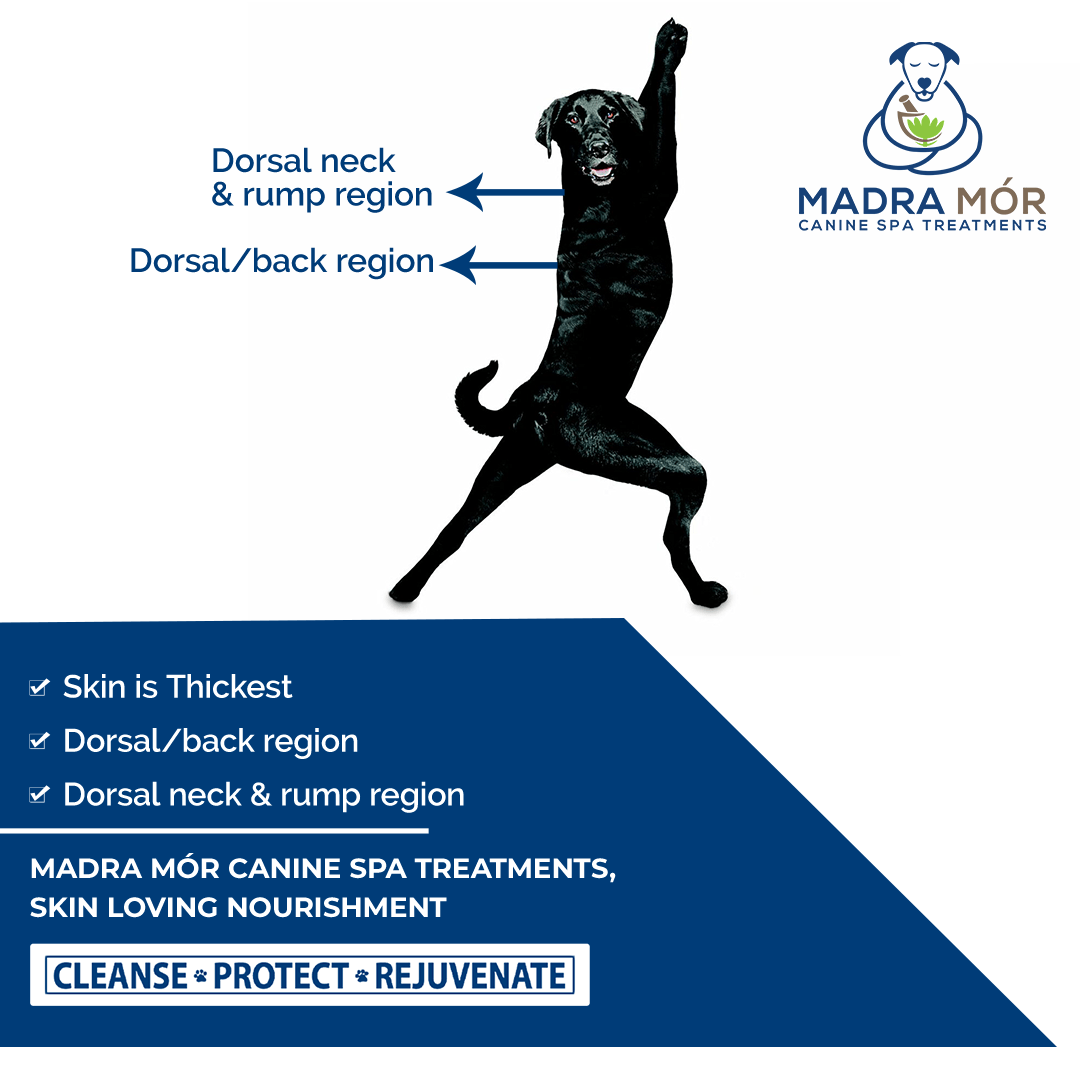 SPA SERVICES Best Dog Groomers Gilbert Aardbark Dog & Cat Grooming